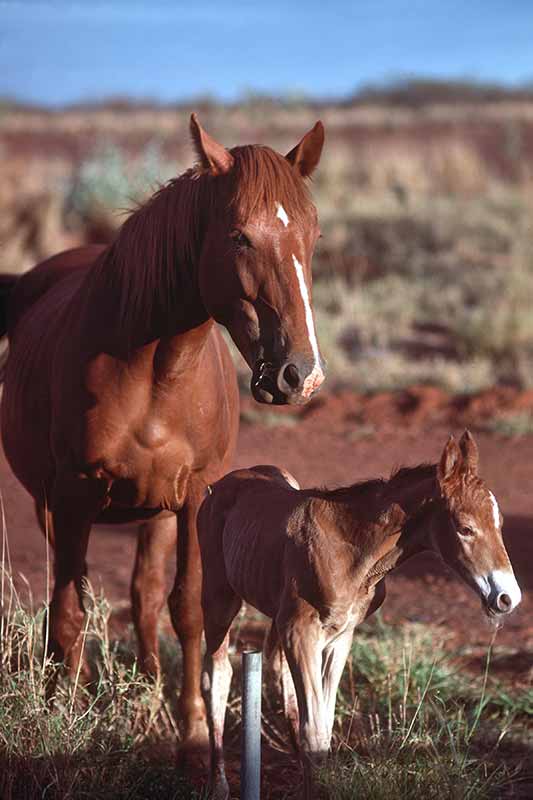 Tamed brumbies