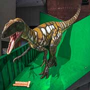 Australovenator wintonensis