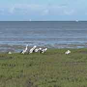 Pelicans along Esplanade