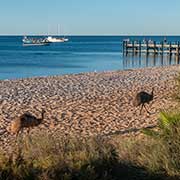 Emus on the beach