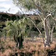 Bush, Little Palm Creek