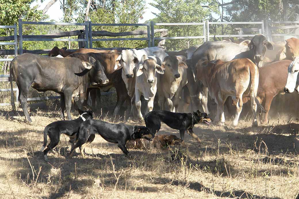 Cattle and dogs