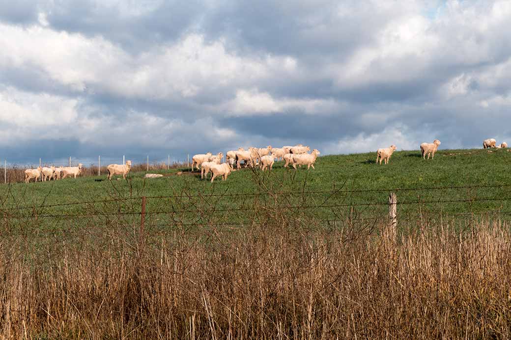 Sheep near Adaminaby