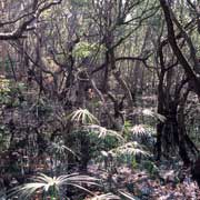 Jungle near Fogg Dam