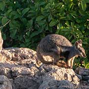 Rock-wallabies, Yardie Creek