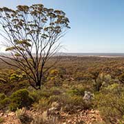 Blackbutt tree, Beacon Lookout