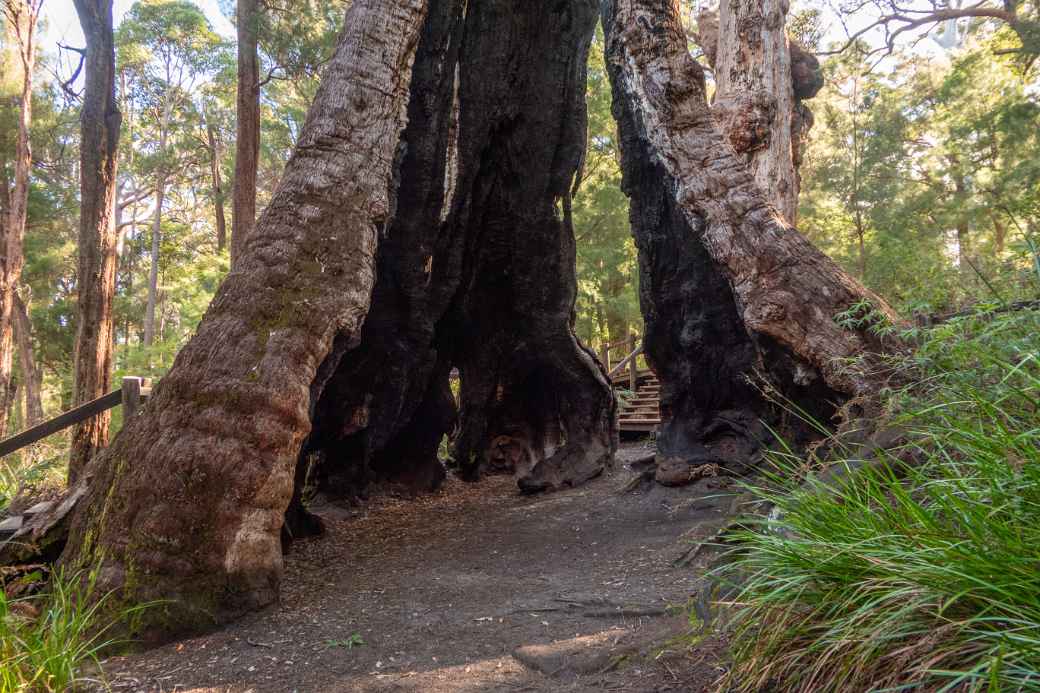 Red Tingle Eucalyptus tree