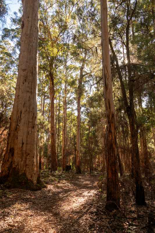 Karri trees Gloucester National Park