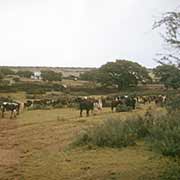Cattle in Khudumelapye