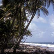 Cricket on the beach