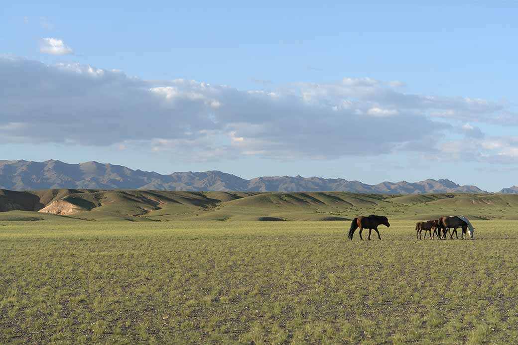 Horses on grasslands