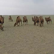 Camels of the Gobi
