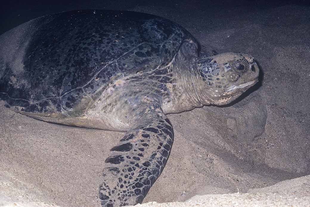 Sea turtle, Sandspit beach