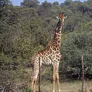 Giraffe, Limpopo