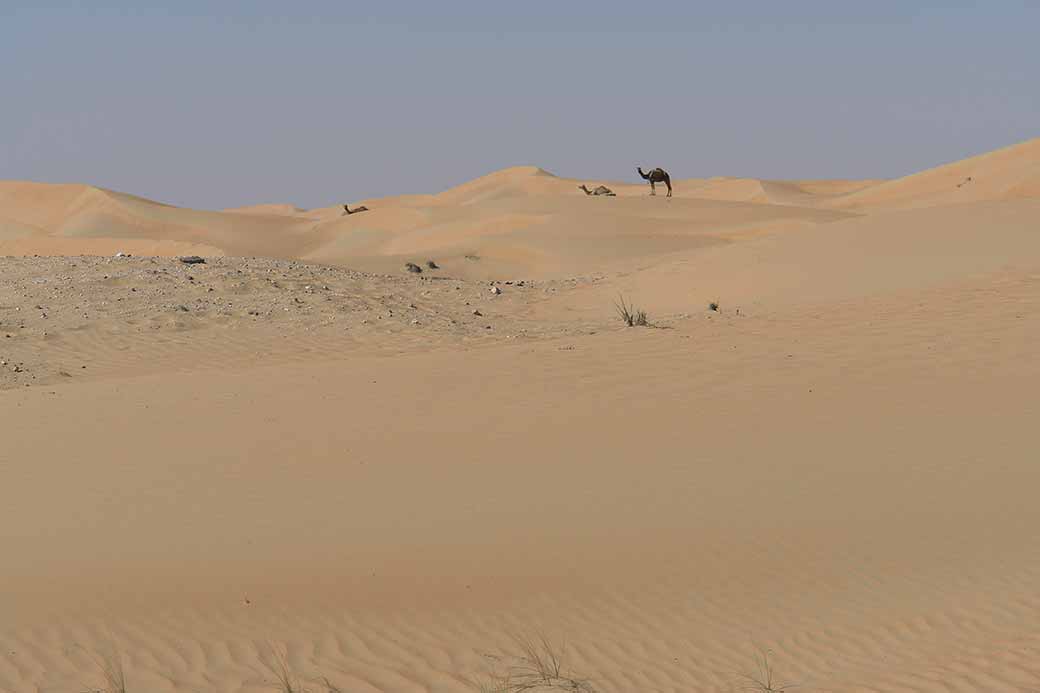 Camels on a dune