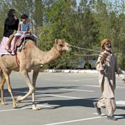 Riding a camel
